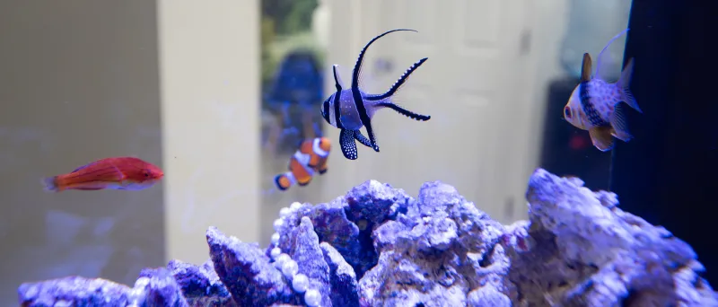 beautiful tank of fish